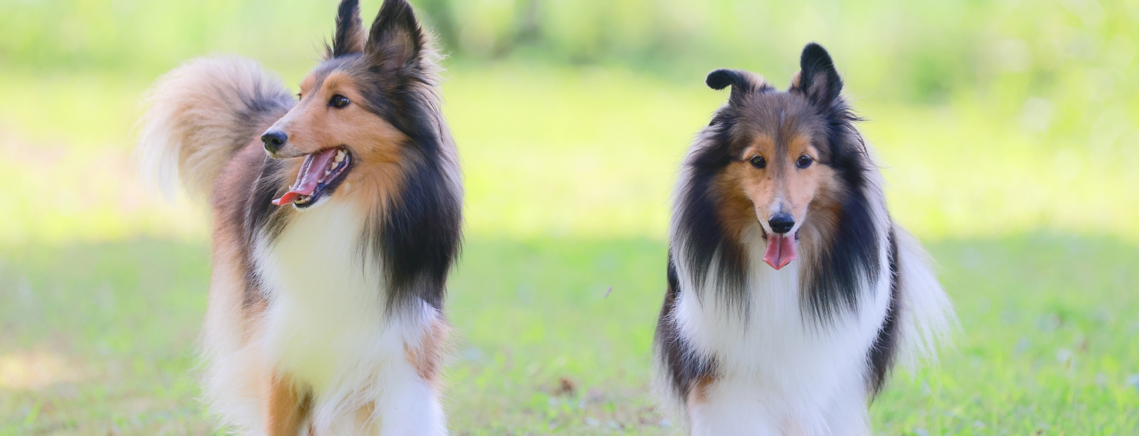 愛犬とご宿泊